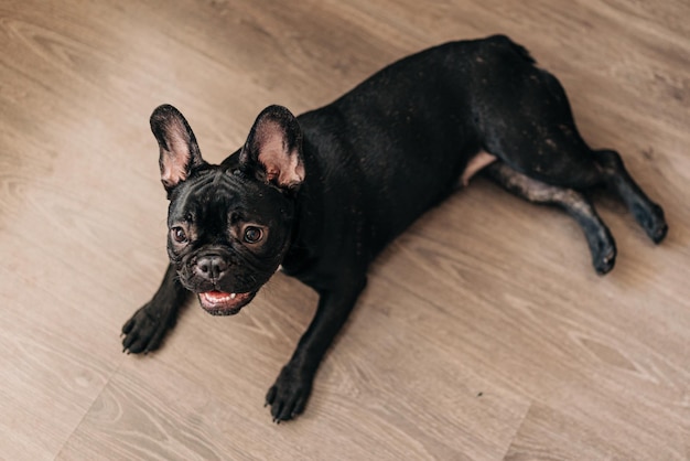 Foto bulldog francese nero che posa il pavimento e riposa il cucciolo stanco e carino vuole dormire