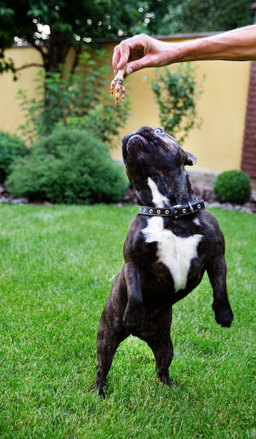 写真 草の上の黒いフレンチブルドッグは、人間の手から乾燥した鶏の脚を食べています。犬のお菓子。飼い犬の噛みごたえ。