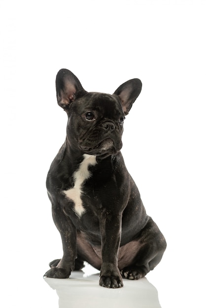 Black french bulldog . Portrait of a dog.