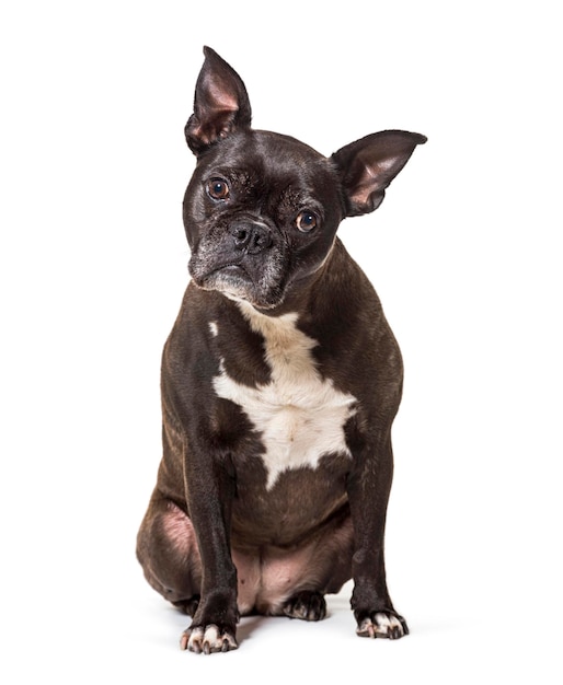 Black French bulldog sitting isolated on white