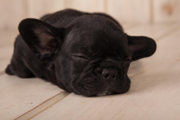 A black french bulldog sleeps on the floor.