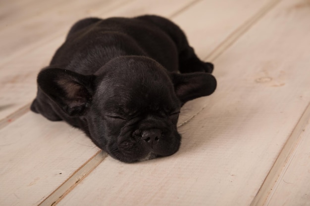 A black french bulldog sleeps on a wooden floor.