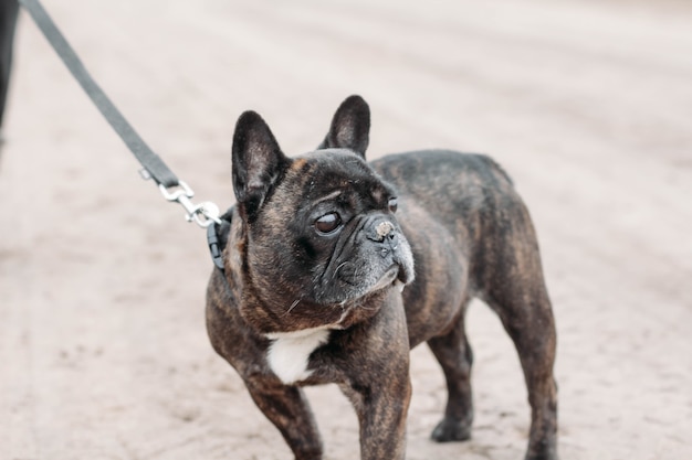 black french bulldog walking in cold weather