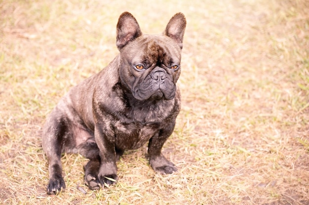 A black French bulldog with brindle color sits on the grass Portrait of a pet dog