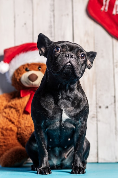 クリスマスの背景を持つ黒のフレンチブルドッグ