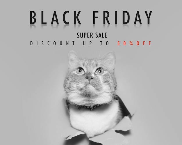 Black Friday-verkoopconcept. Hoofd van de kat kruipt uit een gat in gescheurd papier op een grijze achtergrond, kijk