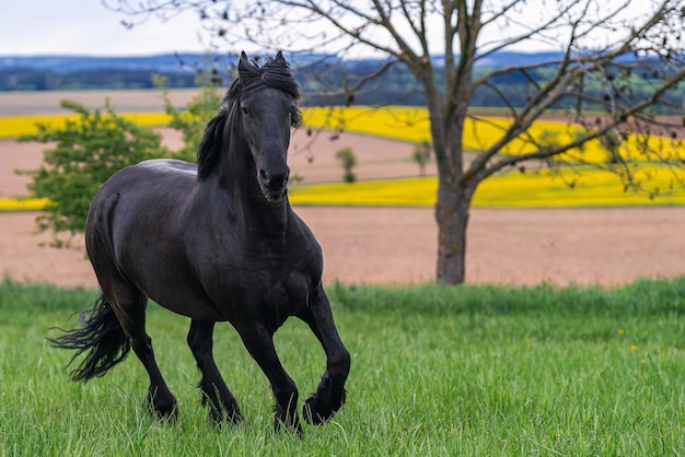 Black friesian horse runs gallop