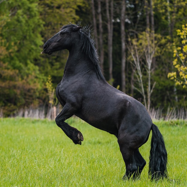 Black friesian horse runs gallop