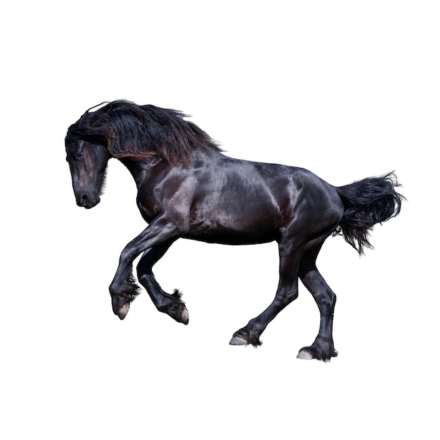 Black friesian stallion gallop