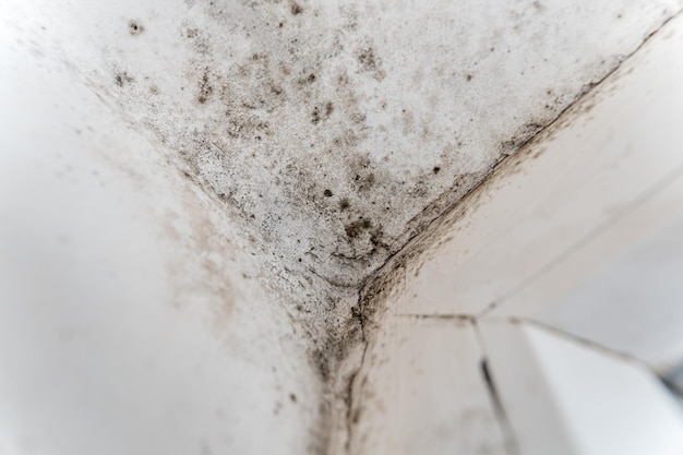 black fungus in the corner of the window black fungus destroys the walls of the house