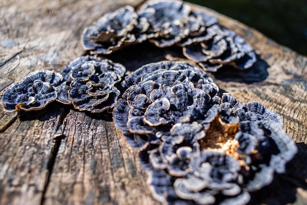 Black fungus on a log with a wooden base