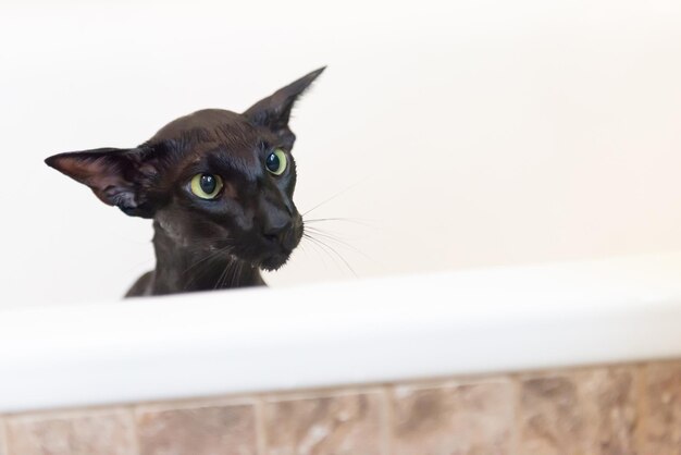 Black funny cat pet isolated on white