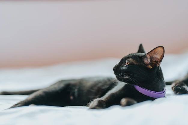 Black fur cat lying on a white bed