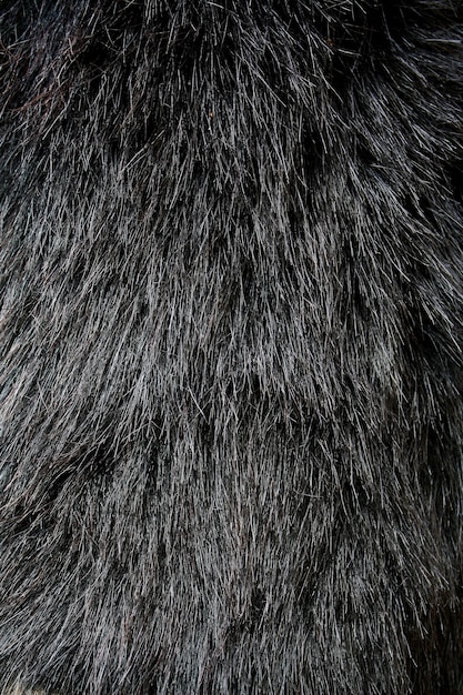 Photo black fur texture background