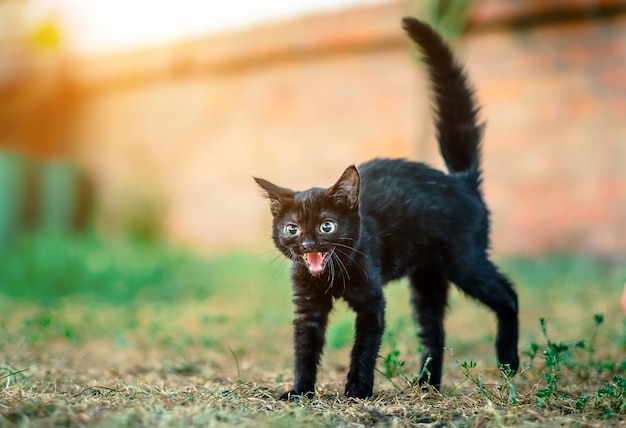 黒い毛皮のようなホームレスの子猫が尻尾をたたく