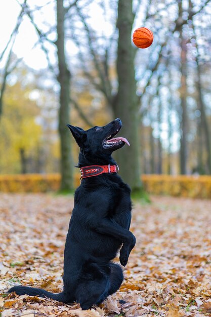 Black german shepherd carries out command to serve, catching ball on the fly. obedience training dog.