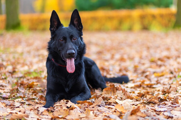 Black german shepherd on dried leaves