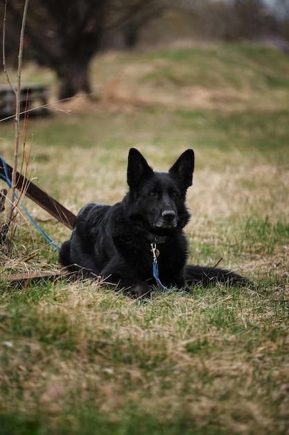 Black German Shepherd lies in the green grass and stares intently ahead