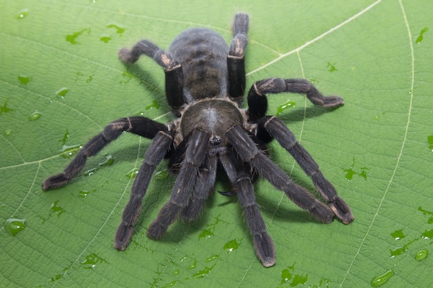 Black Giant spider on a green leaf