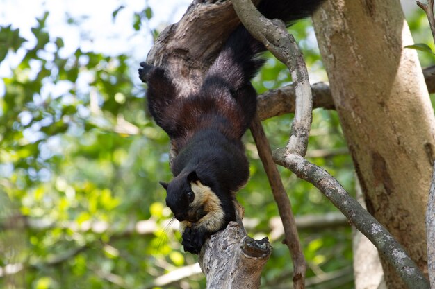 Black giant squirrel (ratufa bicolor)