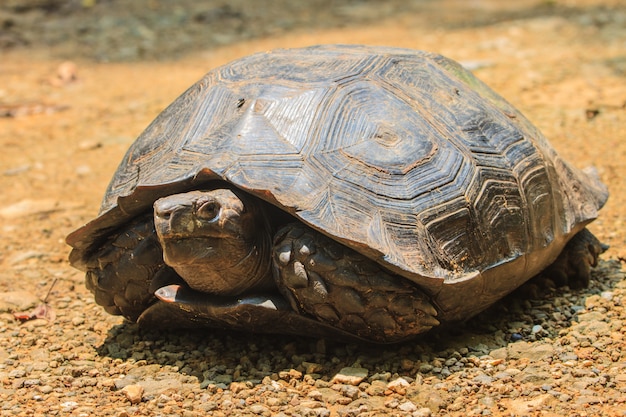 Black giant tortoise