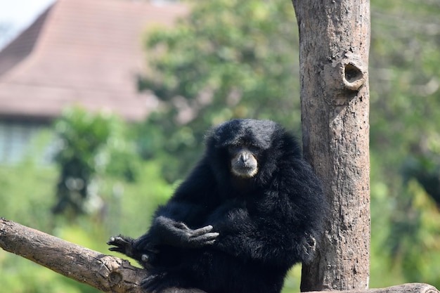 Black gibbon sitting