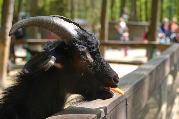 black goat eats carrots closeup