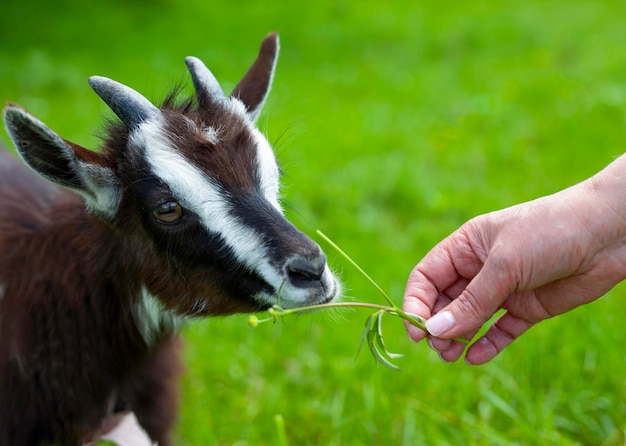 A black goat grazing on a farm eats a dandelion