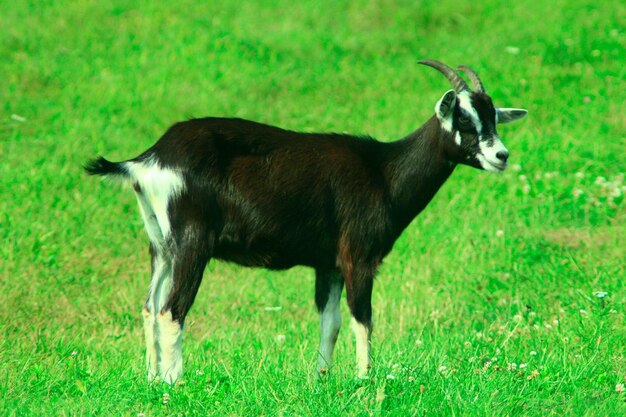 black goat on the grazing green grass on the pasture