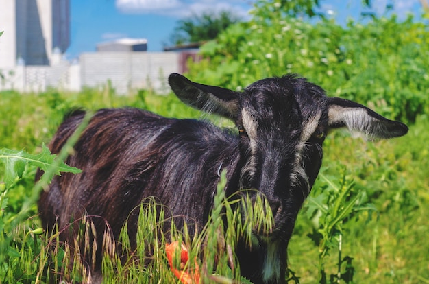 Black goat grazing in a meadow in the village.