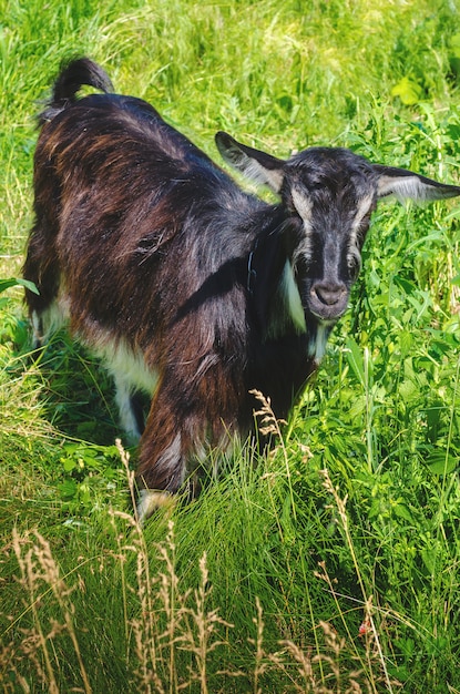 Черная коза пасется на лугу в деревне.