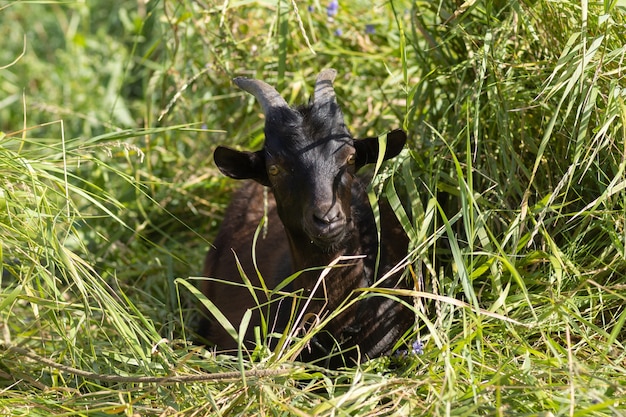 The black goat hid from the scorching sun in the tall grass