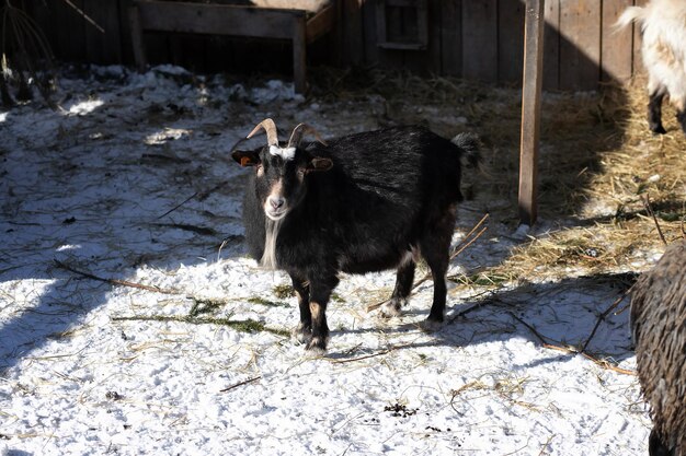 パドックの黒ヤギ凍るような冬の日の農場の黒ヤギ