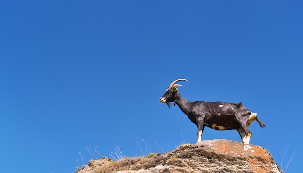 Black goat on a rock