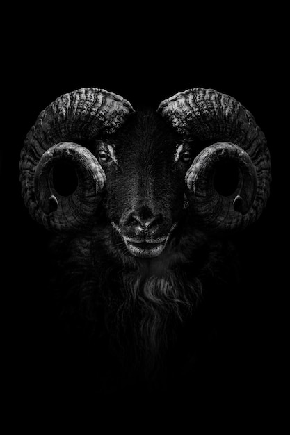 A black goat with large horns and a black background.