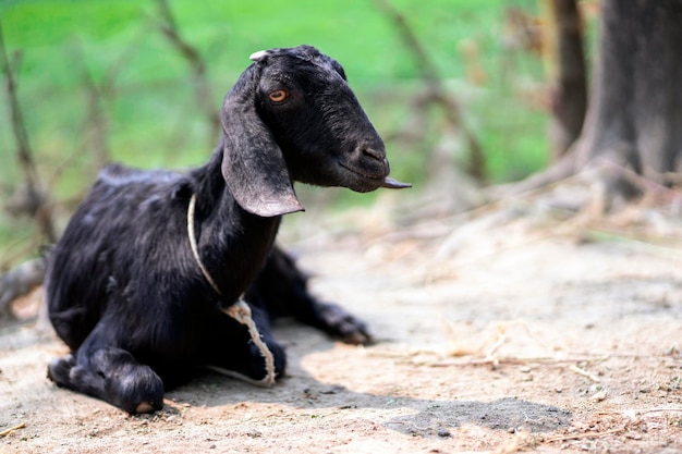 A black goat with a rope around its neck is laying on a dirt ground.