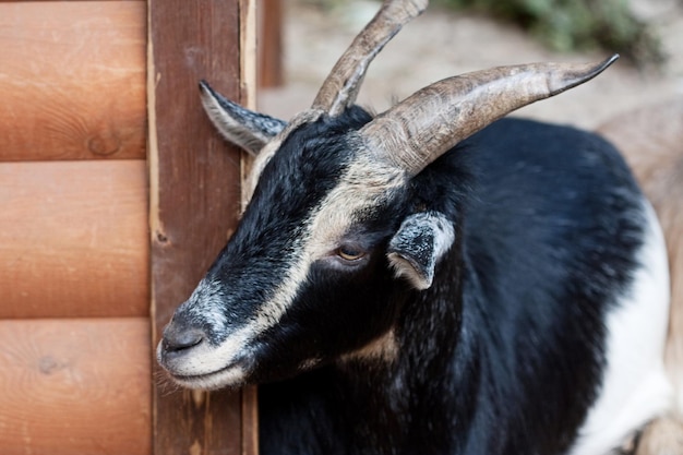 Black goat in zoo