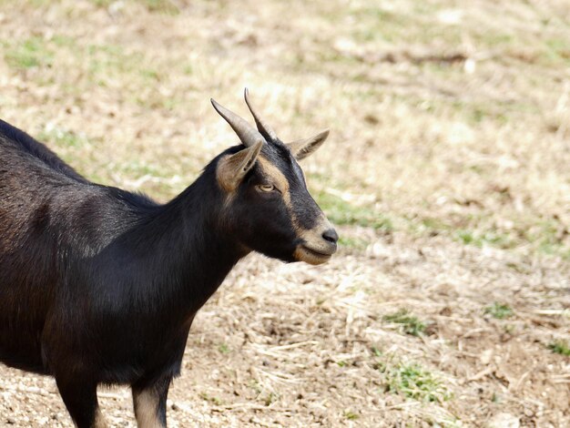 Photo black goat