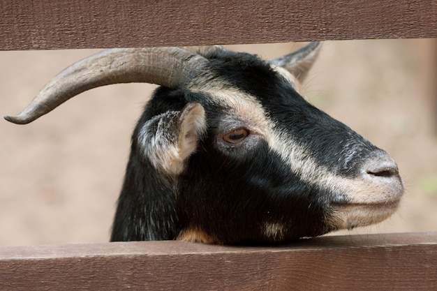 Photo black goat