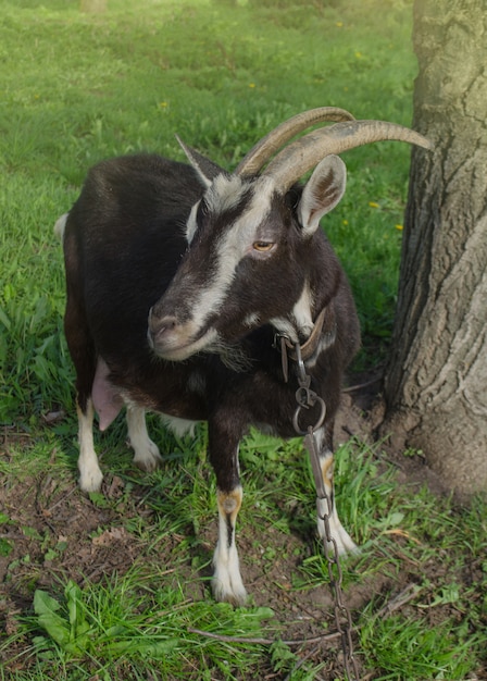 Black goats eating grass outdoor