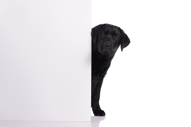 Black golden labrador retriever dog isolated on white background Studio shot