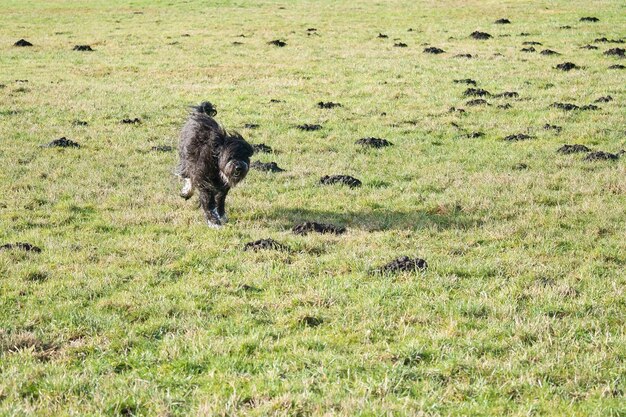 Black Goldendoddle rent in een weiland tijdens het spelen van Fluffy long black coat