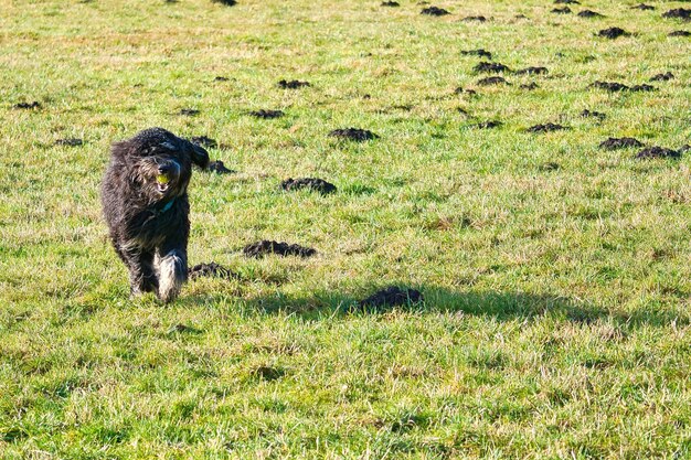 遊びながら牧草地を走るブラックゴールデンドードル ふわふわの黒いロングコート