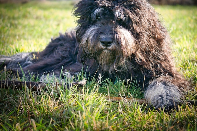 Black Goldendoodle lying on the lawn with stick Faithful companion therapy dog