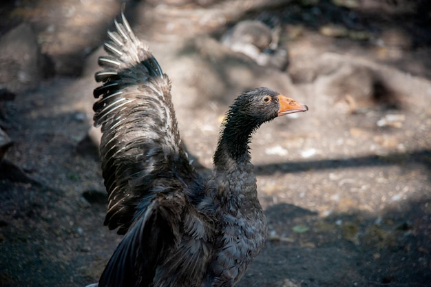 black goose spread its wings