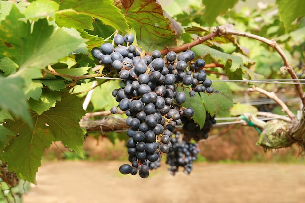 Черный виноград в саду, вино
