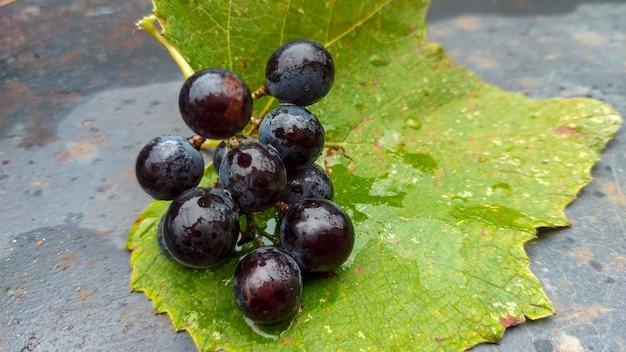 Black grapes are located on the leaf fresh ripe juicy black grapes for advertising wine fruit