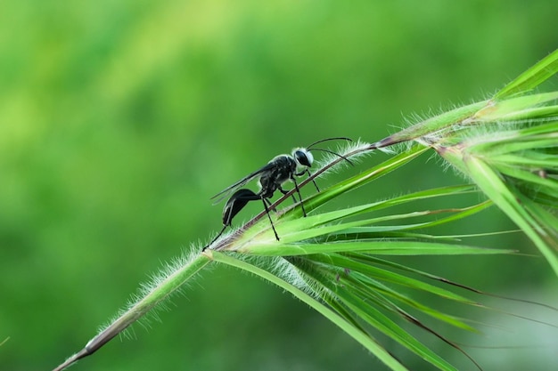 A Black grass carrying Isodontia wasp