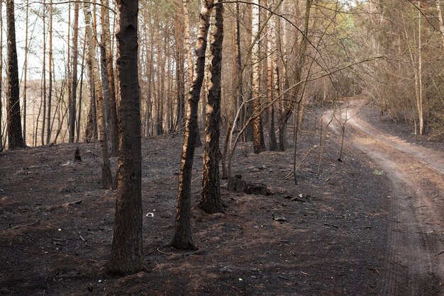 Black and gray ashes of burned plants in the national park