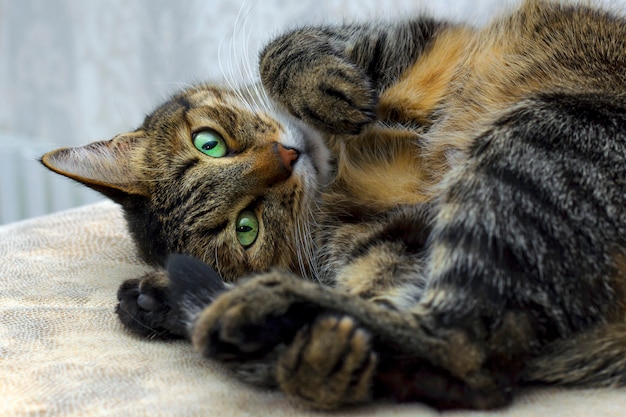 Black gray cat with green eyes staring in camera